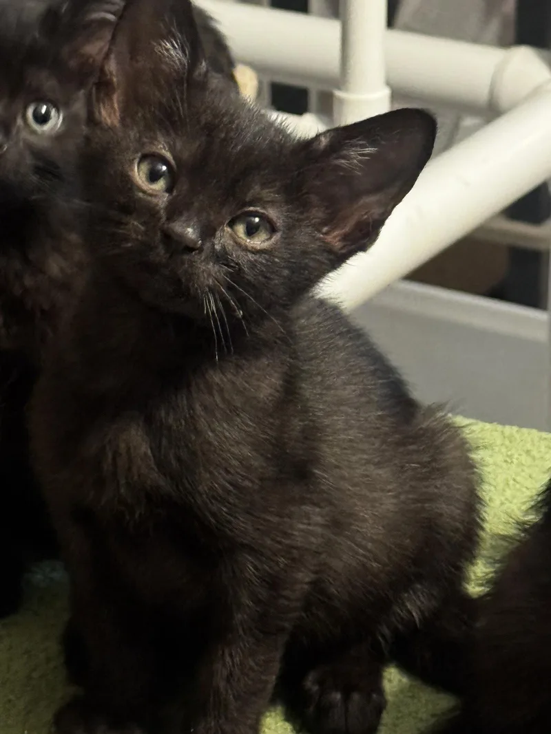 A baby medium-sized male Black Domestic Short Hair cat named Baxter for adoption in Seal Beach, CA