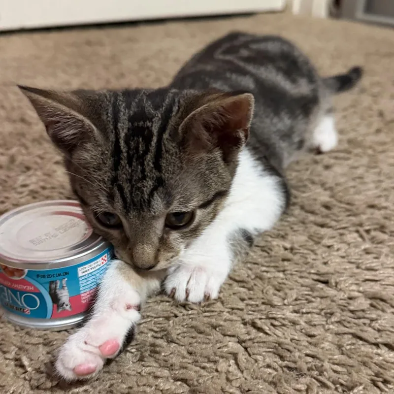 A baby small-sized male Domestic Short Hair cat named Cool Hand Lu for adoption in San Antonio, TX