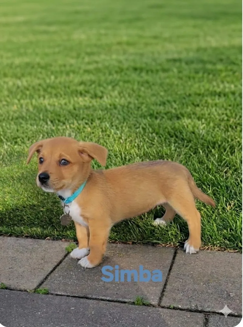 A baby small-sized male Chihuahua dog named Simba for adoption in New Port Richey, FL
