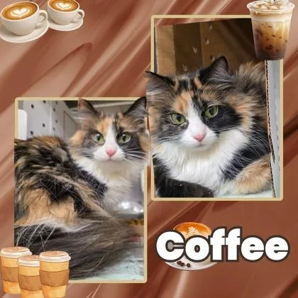 Coffee thumbnail 2
