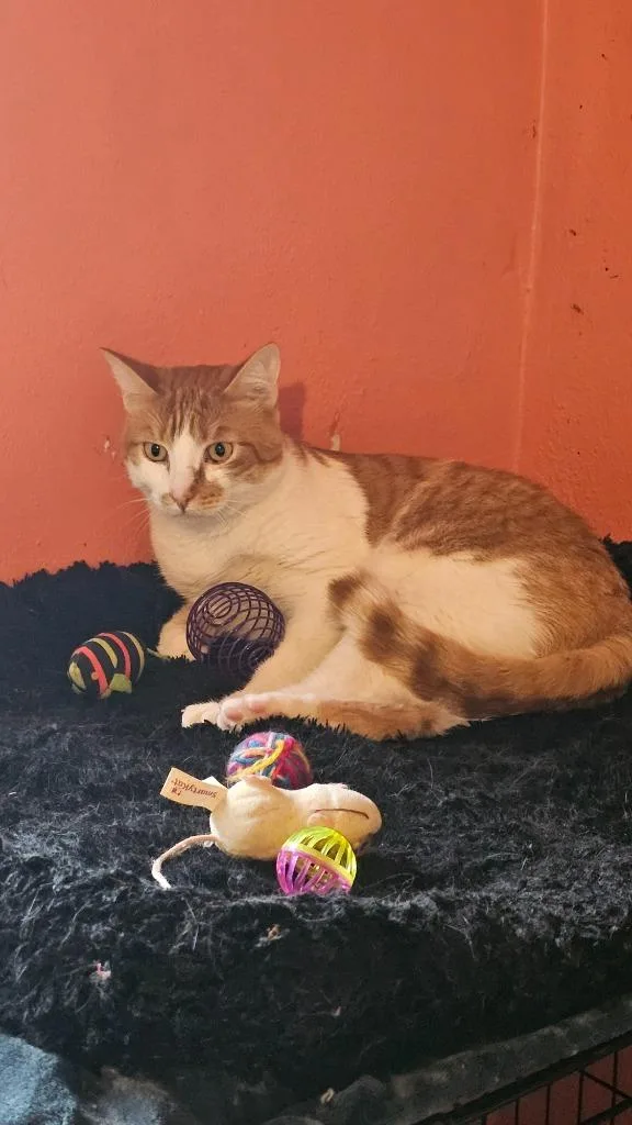 An adult medium-sized male Domestic Short Hair cat named Pumpkin for adoption in Marianna, FL