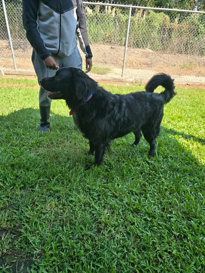 An adult large-sized male Golden Retriever dog named Bacchus for adoption in LaPlace, LA