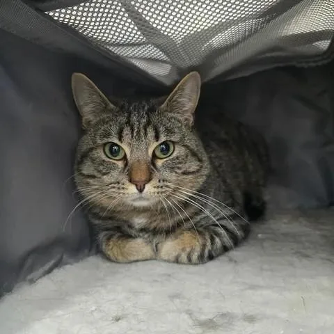 An adult medium-sized male Tabby (Brown / Chocolate) Domestic Short Hair cat named Conspiracy for adoption in Winthrop, ME