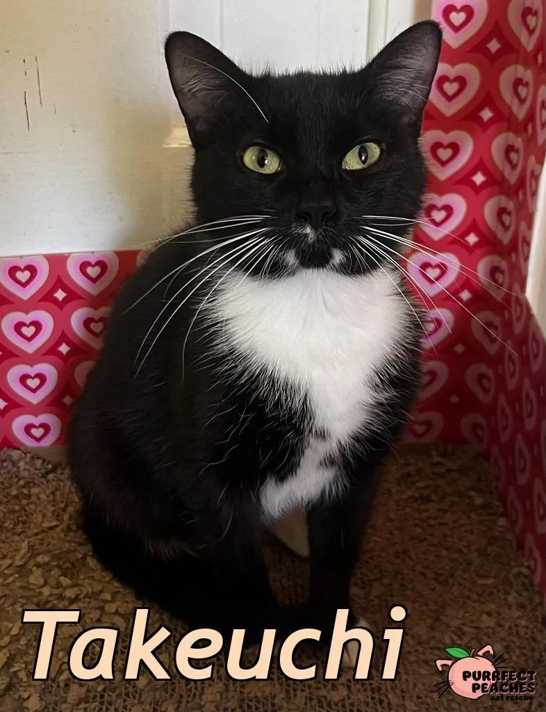 A young medium-sized female Domestic Short Hair cat named Takeuchi for adoption in Douglasville, GA