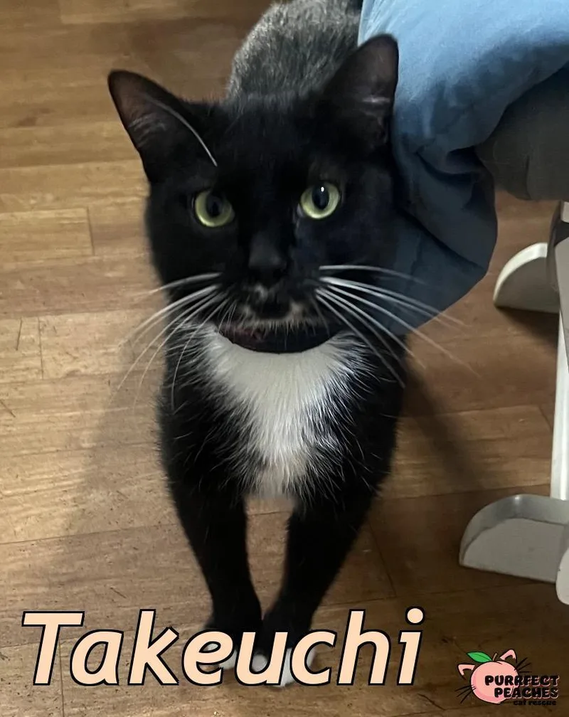 Takeuchi thumbnail 3