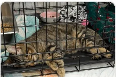 A baby medium-sized male Domestic Short Hair cat named Toby for adoption in St. Cloud, MN