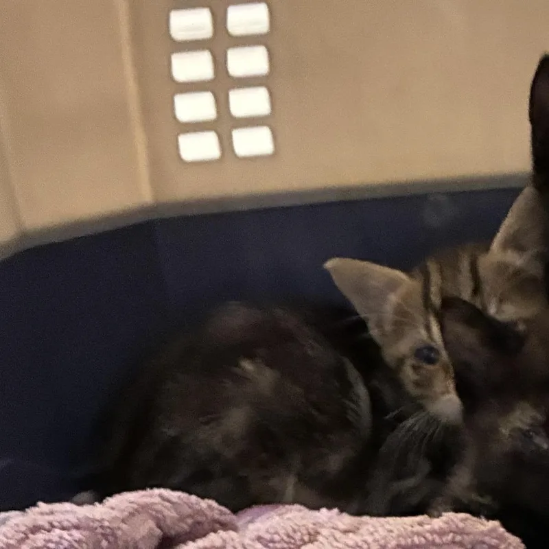 A baby small-sized male Brown / Chocolate Domestic Short Hair cat named 71842 for adoption in Harrisonburg, VA