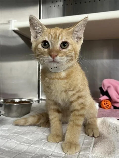 A baby small-sized female Orange / Red Domestic Short Hair cat named Fanta for adoption in Woodland, CA