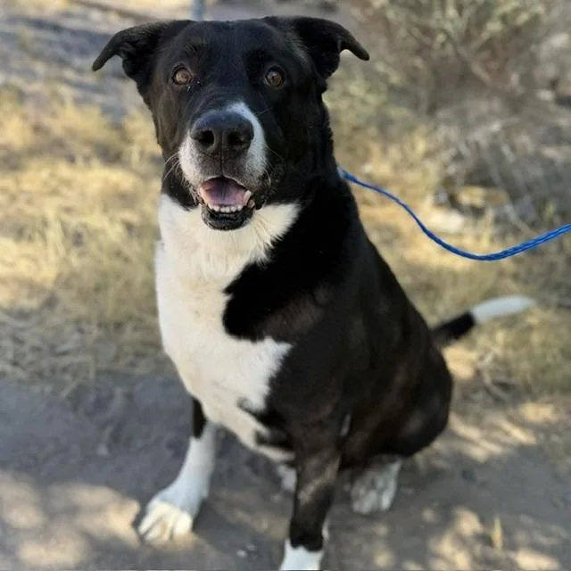 A senior extra large-sized male White / Cream Labrador Retriever dog named Taz for adoption in Bullhead City, AZ