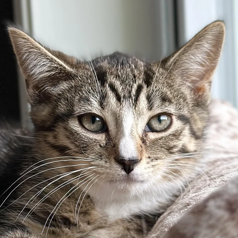 A baby medium-sized female Tabby (Brown / Chocolate) Domestic Short Hair cat named Violet for adoption in Victor, NY