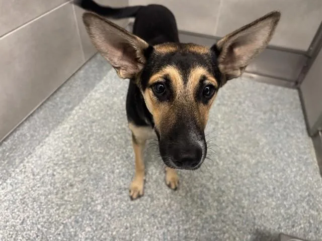 A young medium-sized female German Shepherd Dog dog named Maya for adoption in Garland, TX
