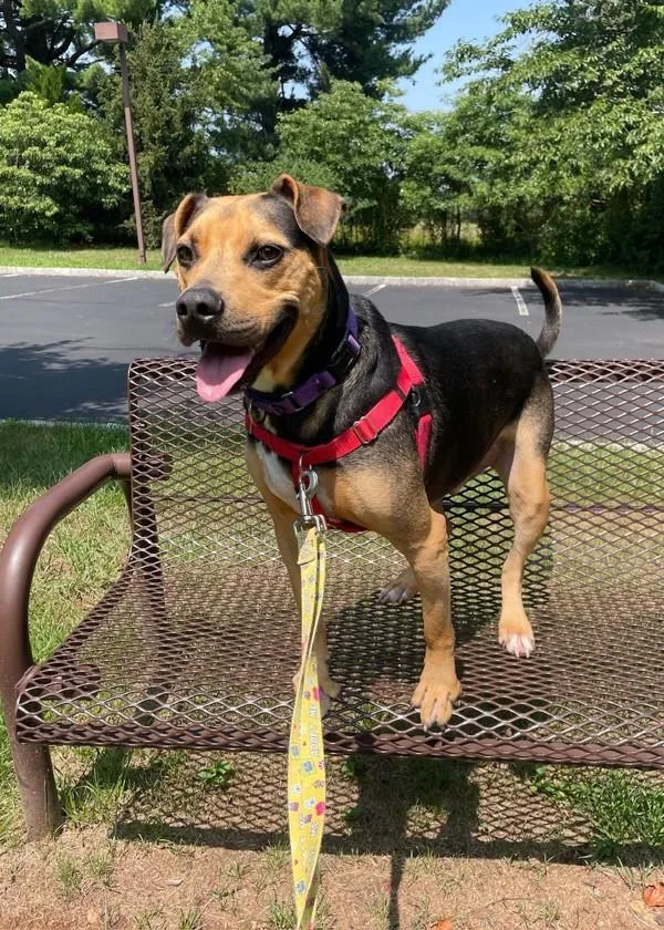 An adult large-sized male Hound dog named Jake for adoption in Skillman, NJ
