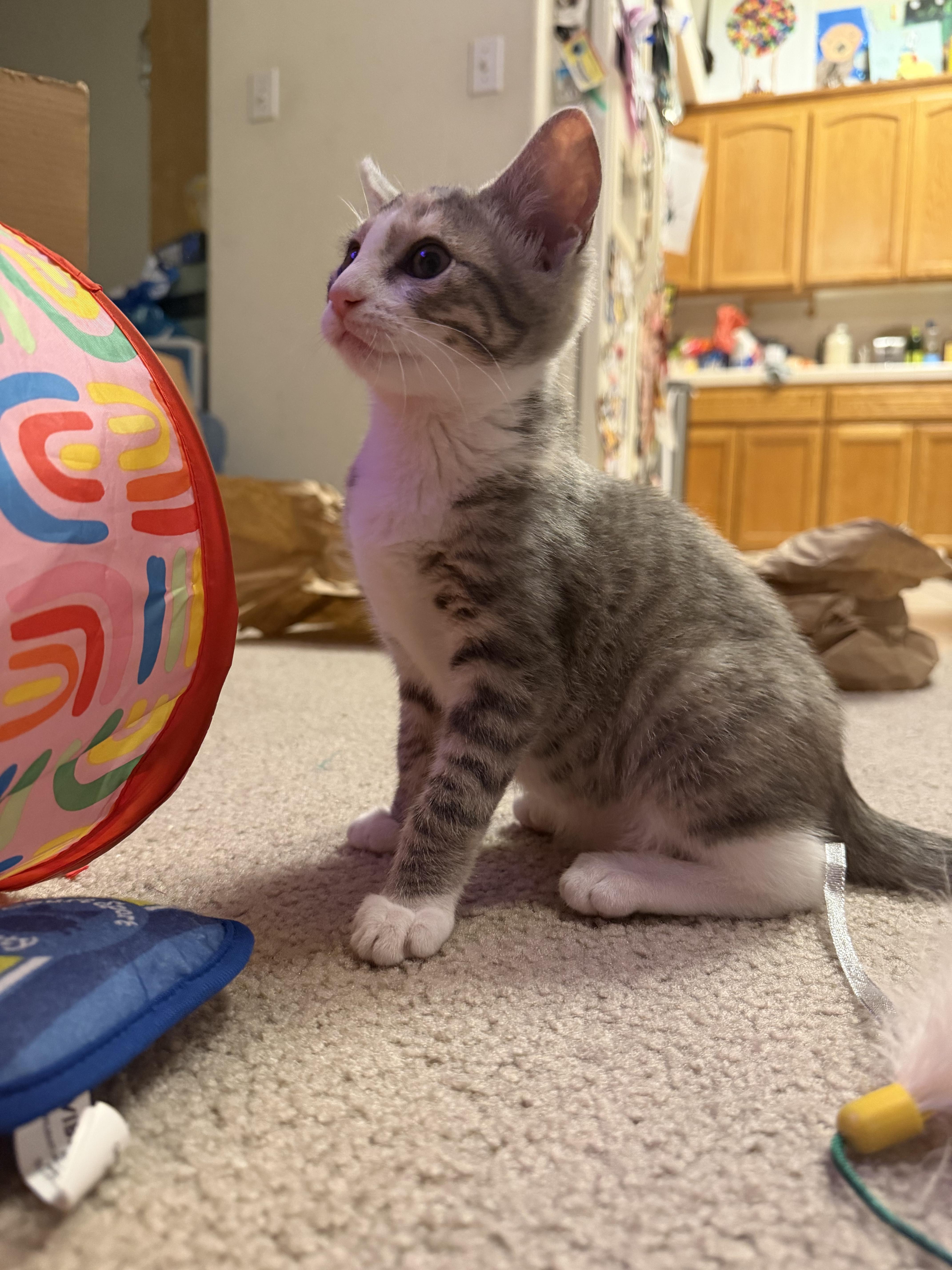 Juno