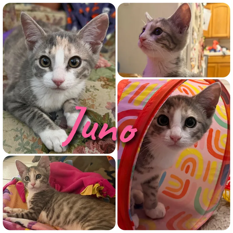 Juno thumbnail 4