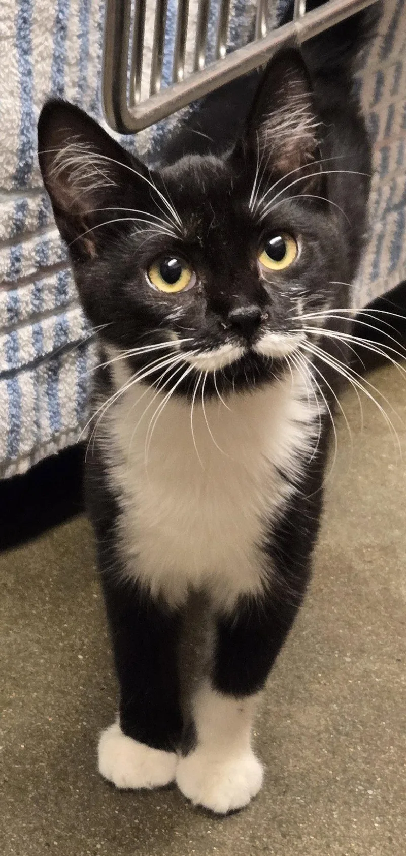 A baby medium-sized female Black & White / Tuxedo Domestic Short Hair cat named Jelly Mustache for adoption in Trenton, NJ