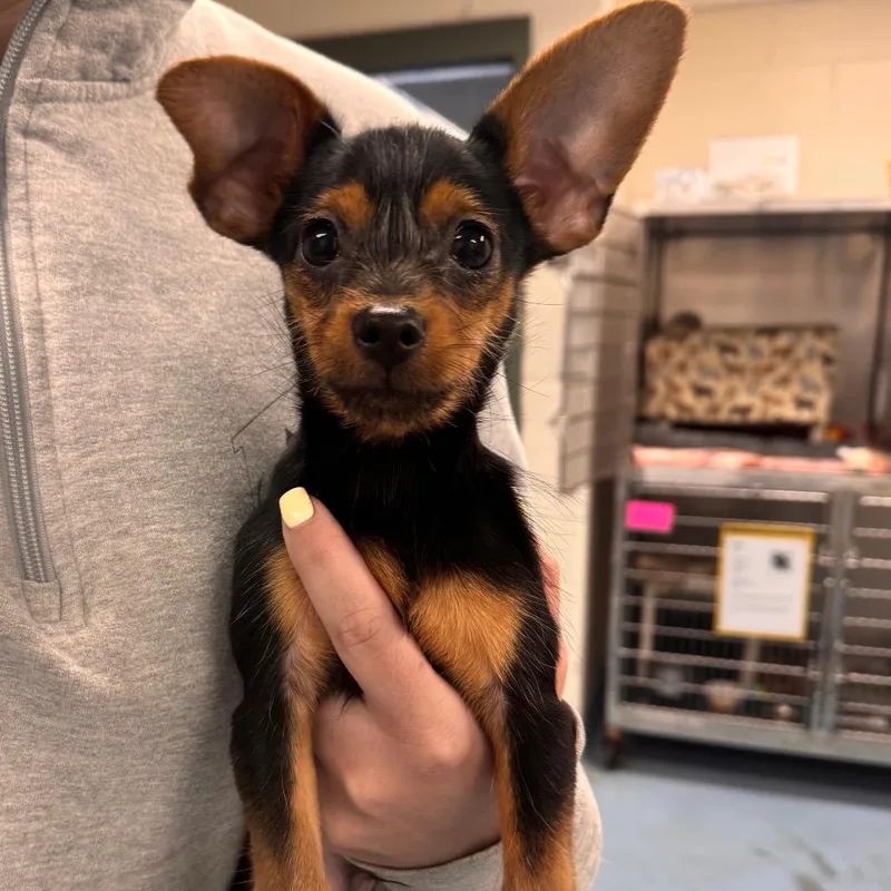 A baby small-sized male Black Chihuahua dog named Duke for adoption in Brockton, MA