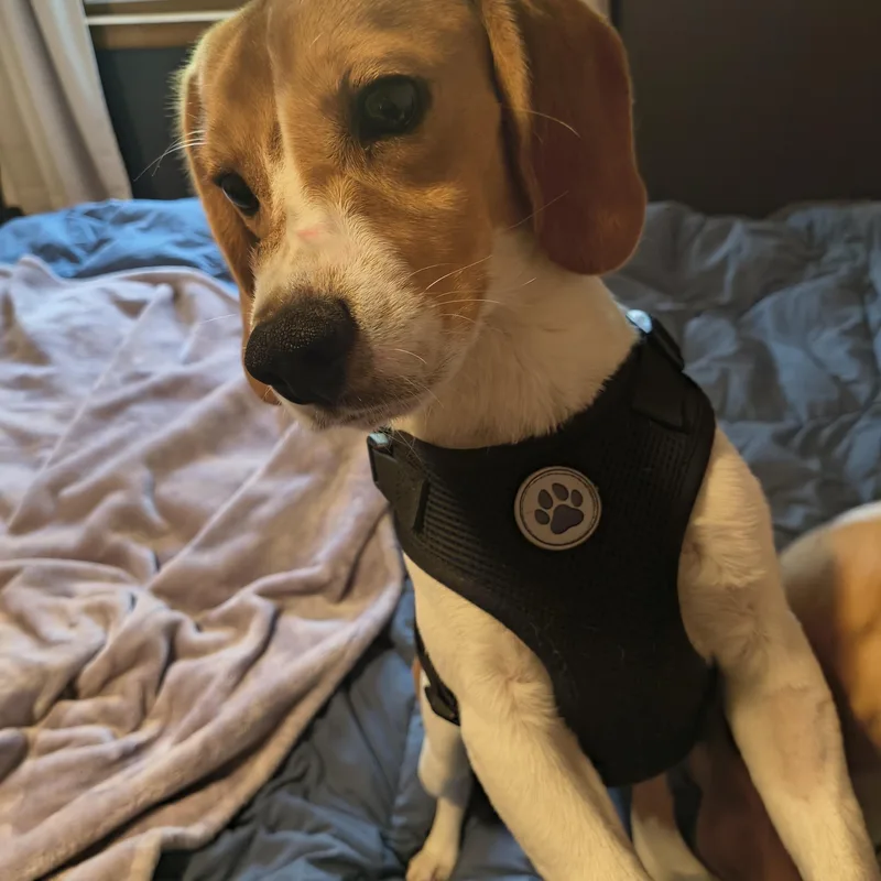 A young small-sized male Beagle dog named Cornelius for adoption in Eau Claire, WI