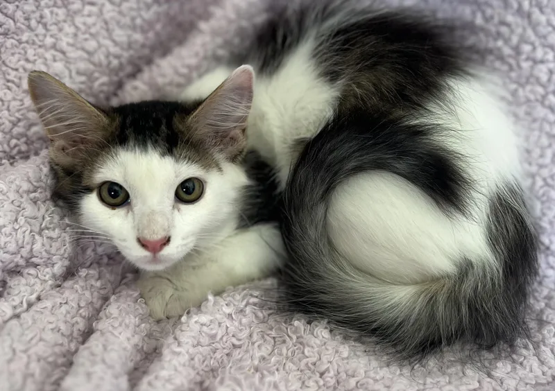 A young medium-sized male Domestic Long Hair cat named Fiesta for adoption in Saint Augustine, FL