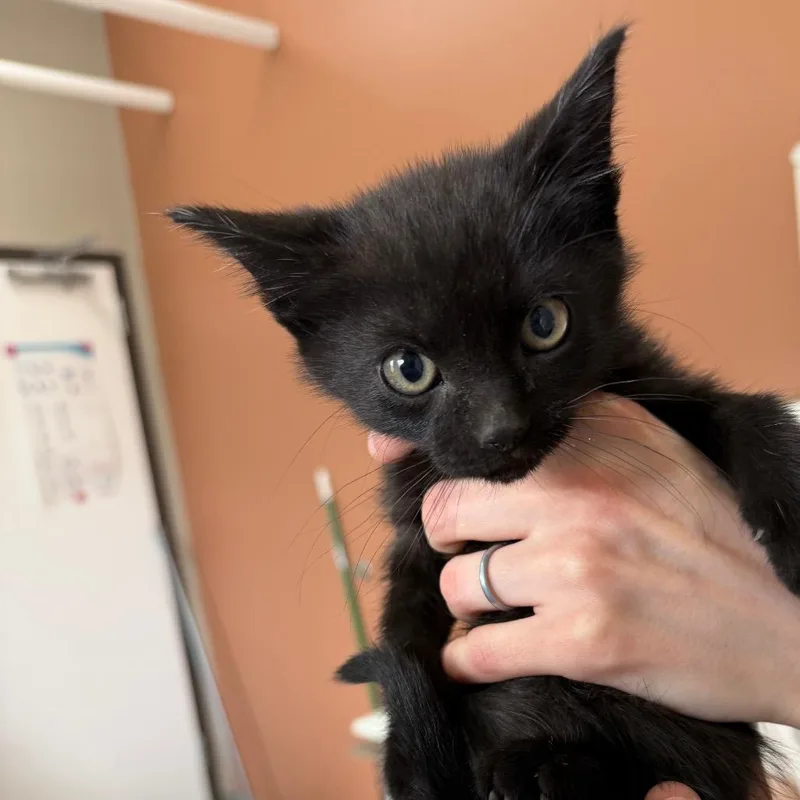 A baby small-sized male Black Domestic Short Hair cat named Betta for adoption in Detroit Lakes, MN