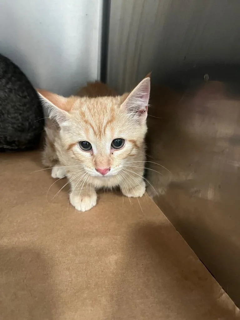 A baby large-sized female Domestic Short Hair cat named Zest for adoption in Cartersville , GA