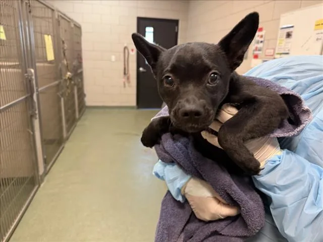 A young small-sized male Mixed Breed dog named Archew for adoption in Santa Fe, NM