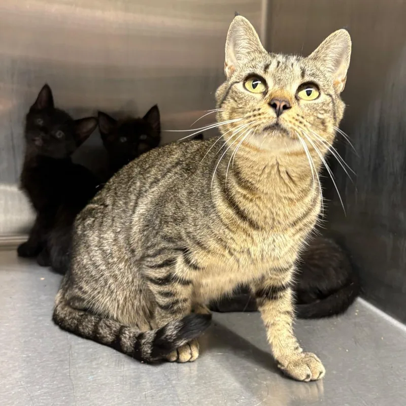 An adult medium-sized female Brown / Chocolate Domestic Short Hair cat named Cake Baby for adoption in Morganton, NC