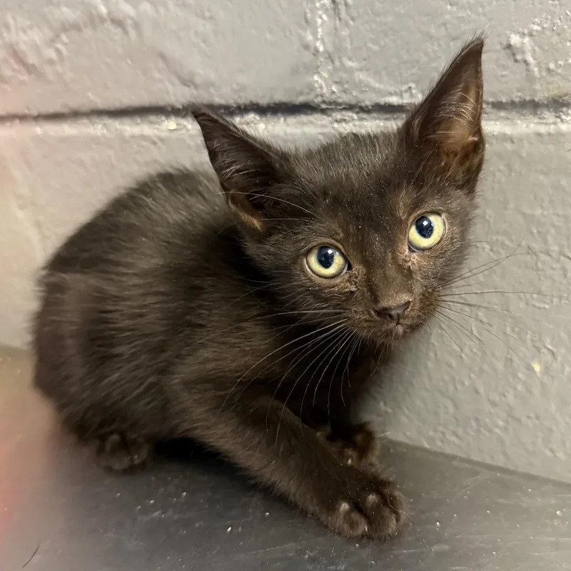 A baby small-sized female Black Domestic Short Hair cat named Princess Jasmine for adoption in Tuscaloosa, AL