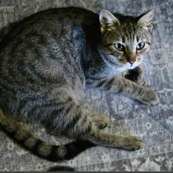 An adult medium-sized female Brown / Chocolate Domestic Short Hair cat named Sky for adoption in Grand Rapids, MI