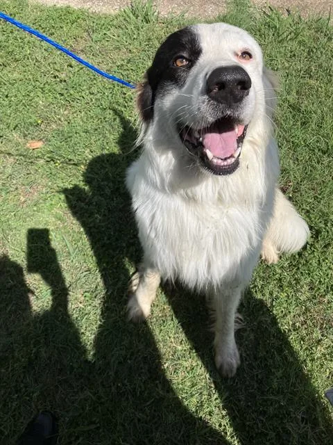 A young large-sized male Mixed Breed dog named Afalfa for adoption in Dallas, TX
