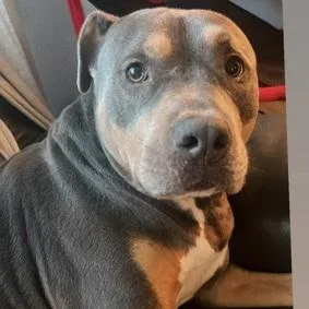 An adult large-sized male Gray / Blue / Silver Mixed Breed dog named Marley for adoption in Vassalboro, ME