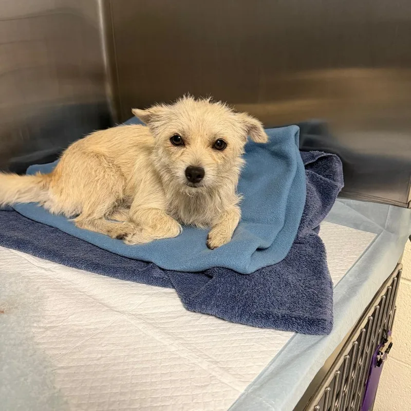 A young small-sized female Yellow / Tan / Blond / Fawn Terrier dog named Roo for adoption in Bastrop, TX