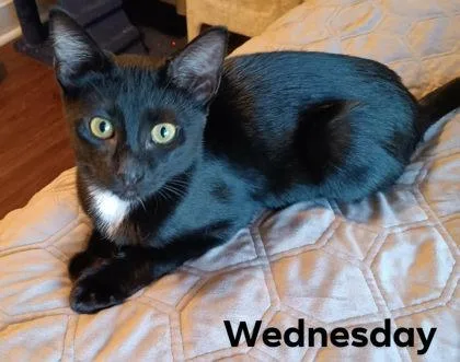A young small-sized female Domestic Short Hair cat named Wednesday Collins for adoption in Beatrice, NE
