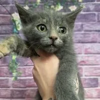 A baby small-sized female Gray / Blue / Silver Domestic Short Hair cat named Cricket for adoption in Fort Collins, CO