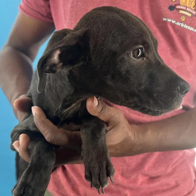 A baby medium-sized male Black Rat Terrier dog named Dakota  Local October for adoption in Brookshire, TX