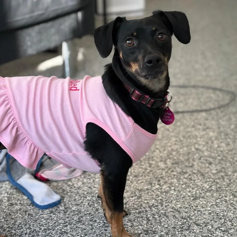 An adult medium-sized female Black Chihuahua dog named Pippi for adoption in St. Peters, MO
