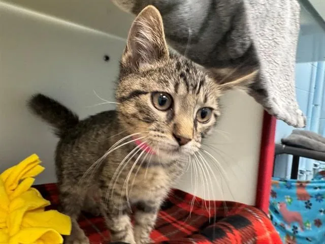 A baby small-sized female Domestic Short Hair cat named Refresher for adoption in Peoria, IL
