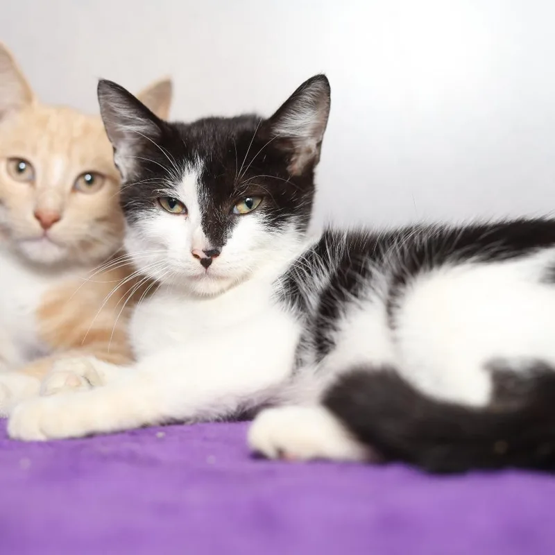 A baby small-sized female Domestic Short Hair cat named Mocha for adoption in Evansville, IN