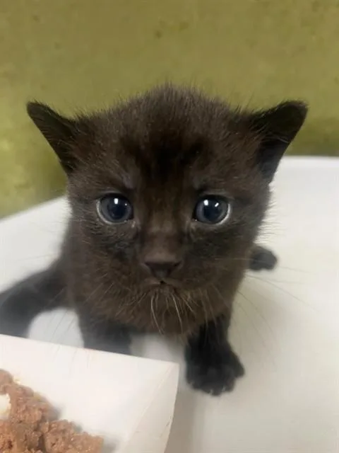 A baby small-sized male Domestic Short Hair cat named Mookie for adoption in Riverside, CA