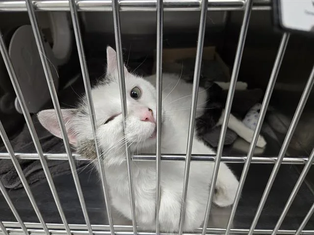 A young medium-sized male Domestic Short Hair cat named Gonzalo Gonzalez for adoption in Omaha, NE