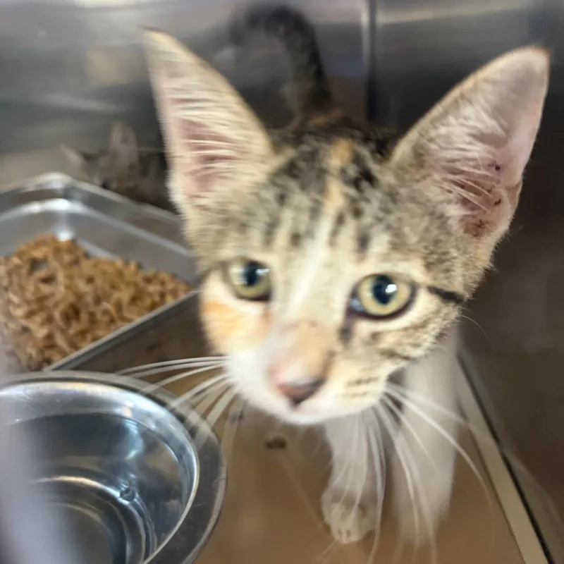 A baby small-sized female Orange / Red Domestic Short Hair cat named Maisie for adoption in Edinburg, TX