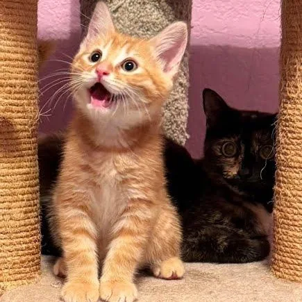 A baby medium-sized male Orange / Red Tabby cat named Sol for adoption in Sacramento, CA