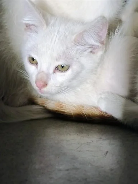 A baby medium-sized male Domestic Short Hair cat named Johnny for adoption in Downey, CA