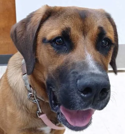 A baby large-sized male Shepherd dog named Caramelo for adoption in Burlington, WA