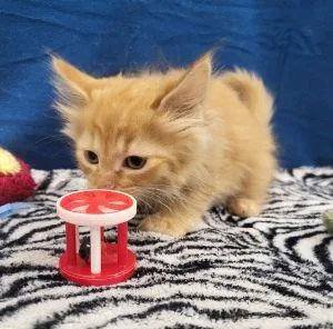 A young medium-sized male Domestic Long Hair cat named Larry for adoption in Bucyrus, OH