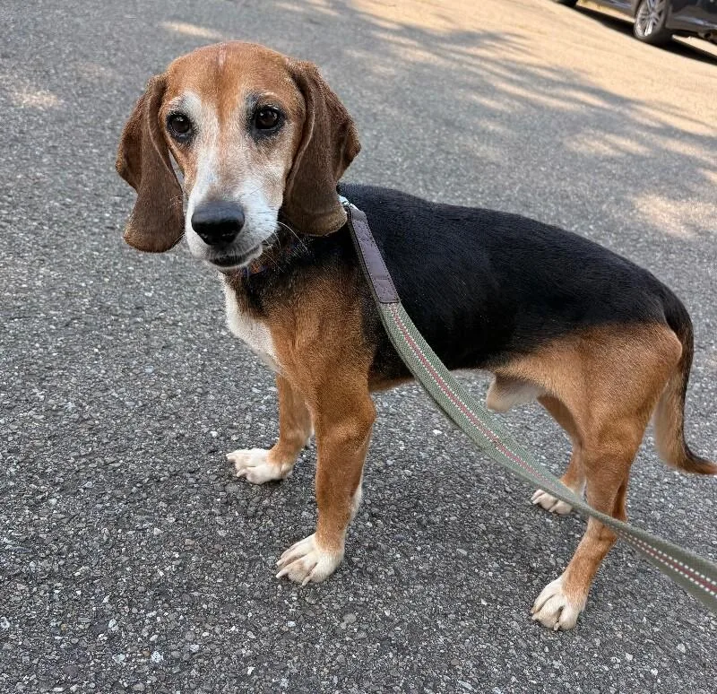 An adult medium-sized male Tricolor (Brown, Black, & White) Beagle dog named Bugsly for adoption in Warren, PA