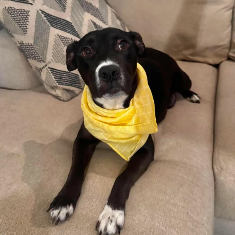 An adult medium-sized female Black Mixed Breed dog named Naomi for adoption in Rockville, MD