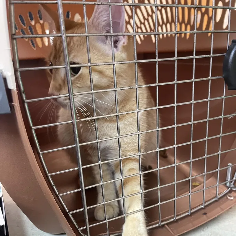 A baby small-sized female Domestic Short Hair cat named Lady Gaga for adoption in Newark, NJ