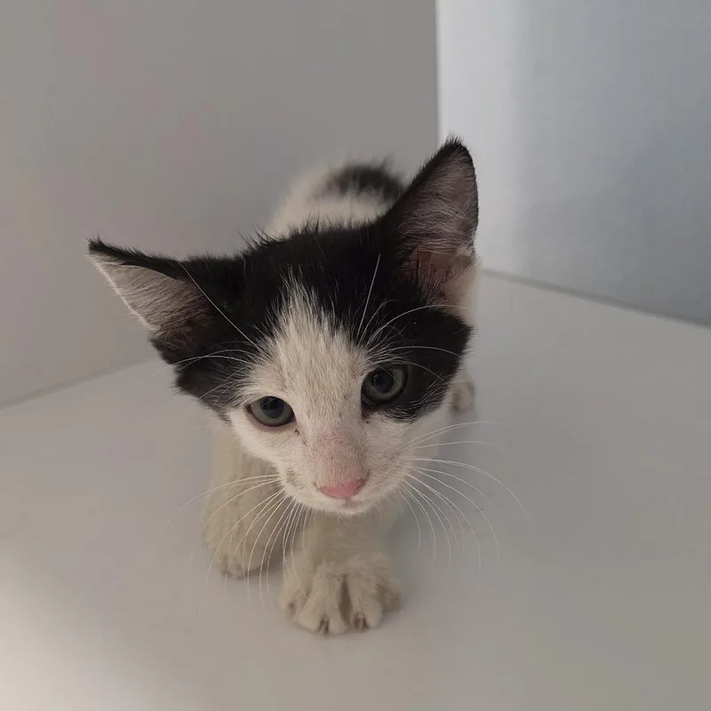 A baby small-sized male White Domestic Short Hair cat named Hopscotch for adoption in Desert Hot Springs, CA