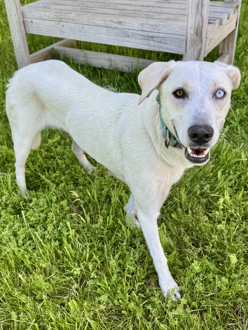 An adult medium-sized female White / Cream Blue Lacy dog named Tessa for adoption in St. Joseph, MI