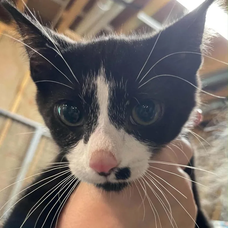 A baby small-sized male Black Domestic Short Hair cat named Sir Burch for adoption in Inwood, WV